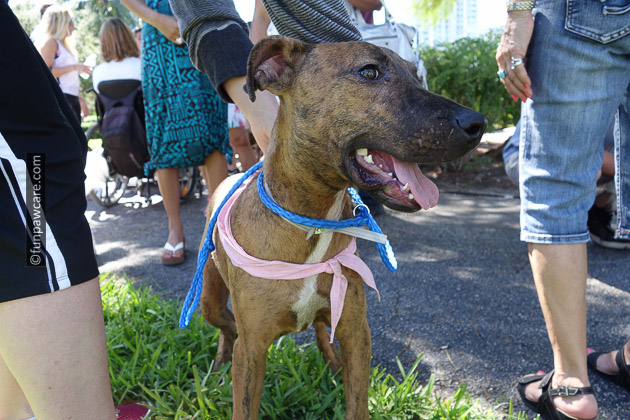 foster dog for adoption