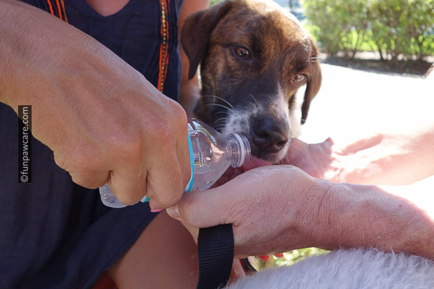 homeless dog drinking water in miami sun