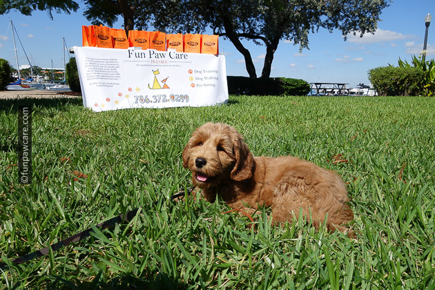 Golden puppy on the green grass in miami