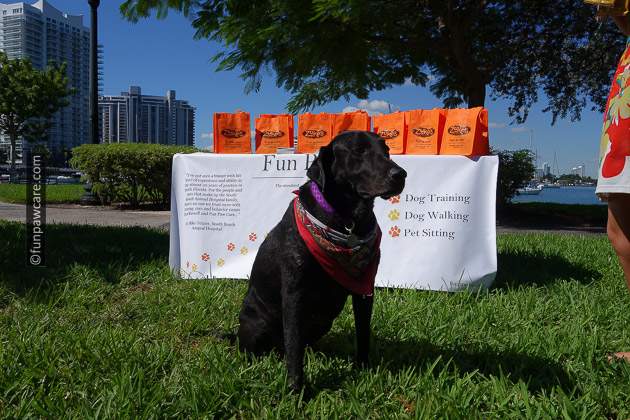 Black Lab on green grass in miami