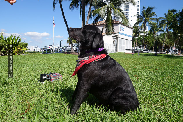 Black Labrador retriever on grass with treat on nose