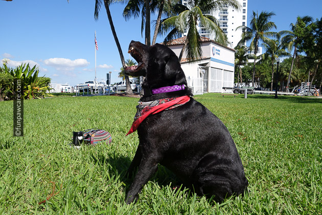 Black lab eating treat off nose on grass in miami