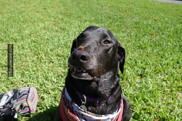 Fun Paw Care, Steve Guttenberg & Service Dog Training Miami