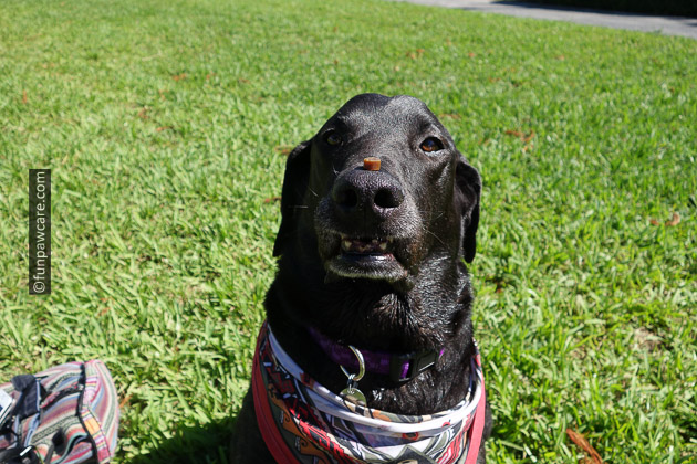 black lab with zukes dog treat on nose