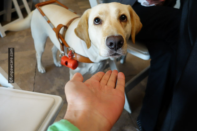 Saphi David New's guide dog service dog