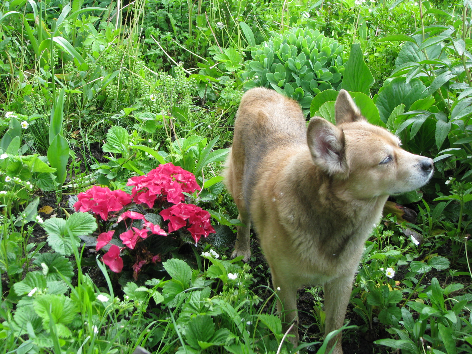 dog in field with flowers