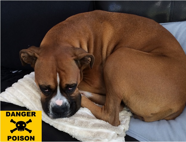 Boxer dog curled up in a ball resting