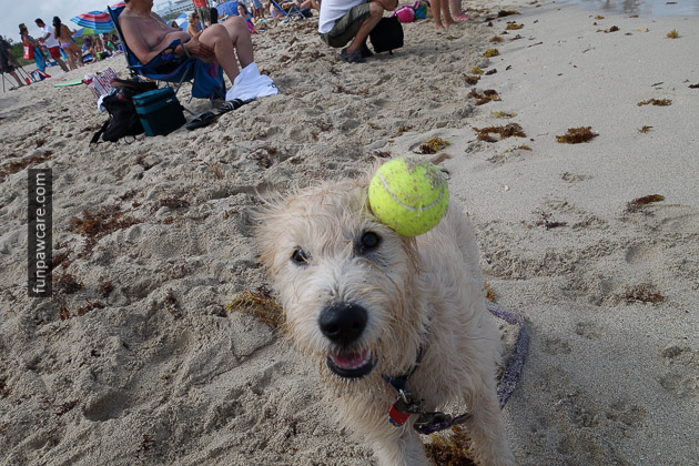 Tennis ball hits dog in the head