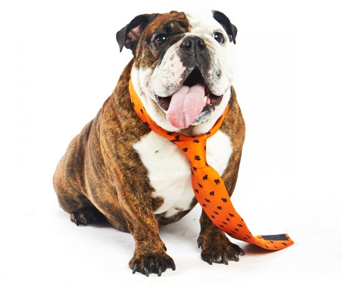 English Bull Dog in a Tie Moving