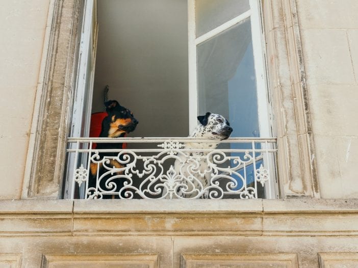 Pet Friendly Apartments Dogs on LA Balcony