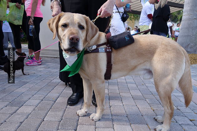 Service Guide Dogs