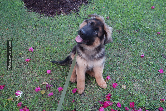 German Shepherd Puppy training and boarding miami