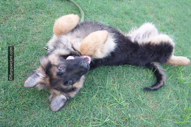 GSD puppy training and boarding miami