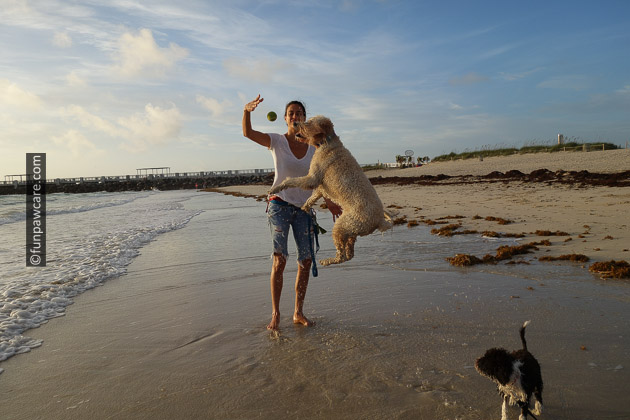 Golden Doodle dog training miami beach swim