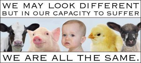 All animals suffer the same