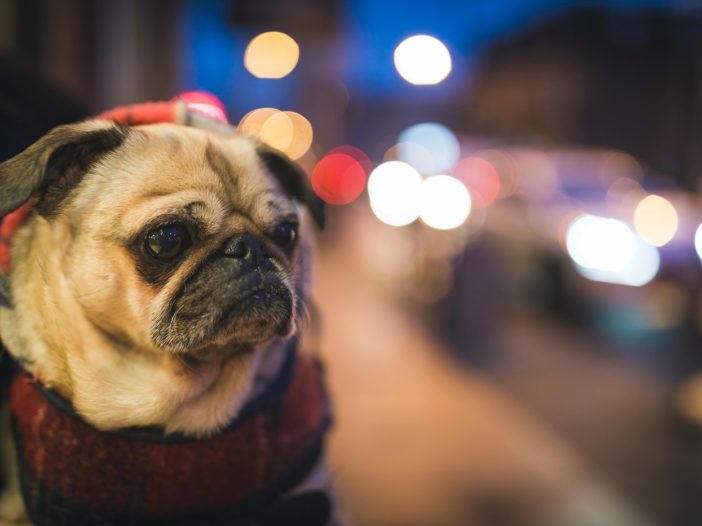 Existential Pug