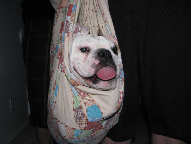 Bulldog in a hand bag