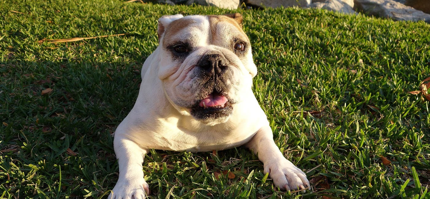 Dog Training Los Angeles Ca Dog Training Los Angeles Ca