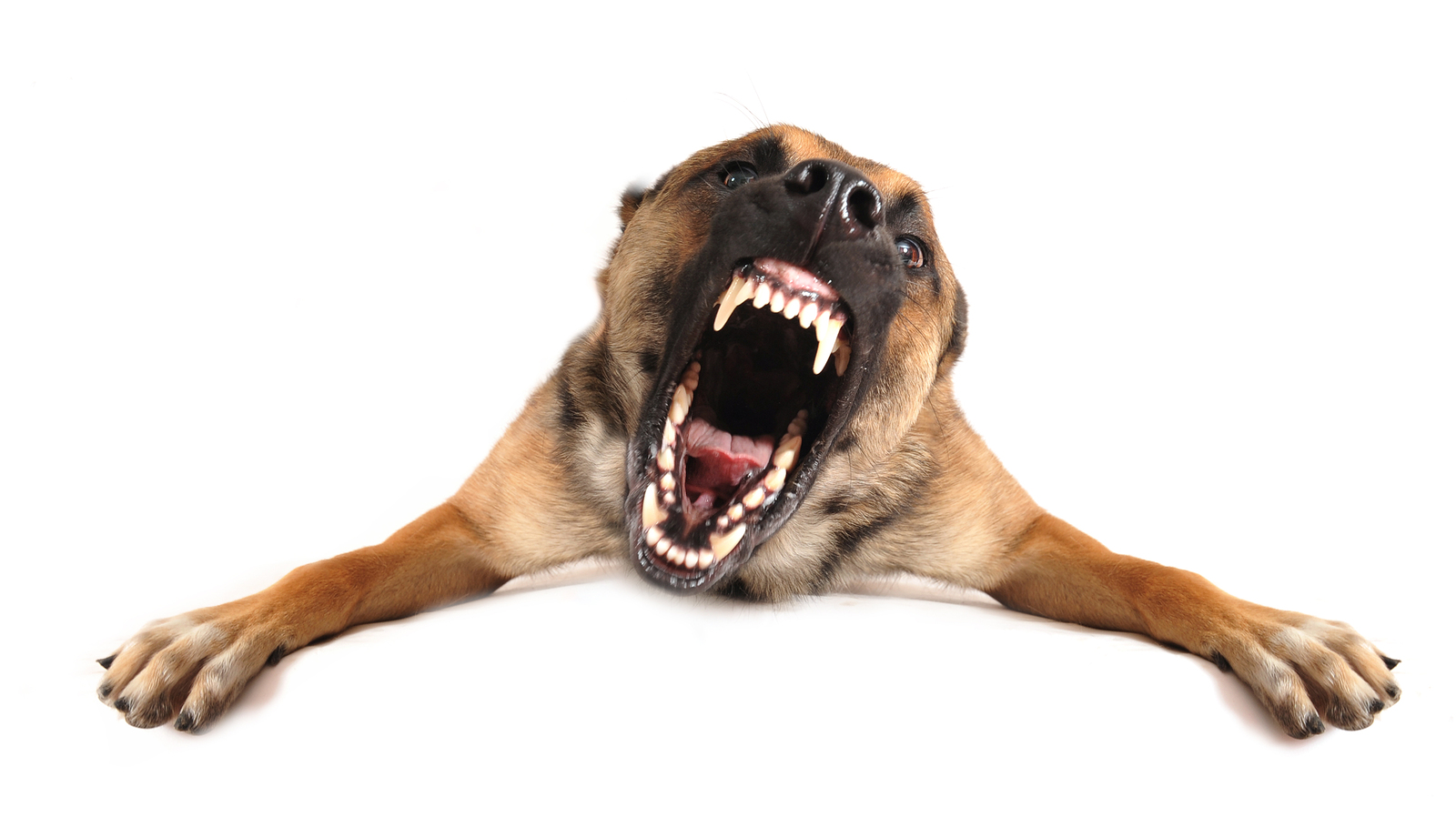 very angry purebred belgian shepherd malinois