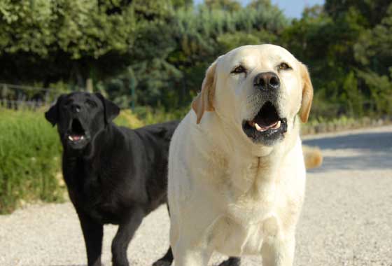 black and white labs barking