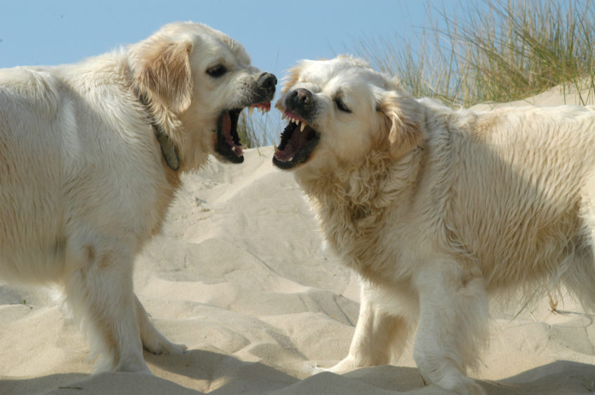 Two Goldens Retrievers Fighting