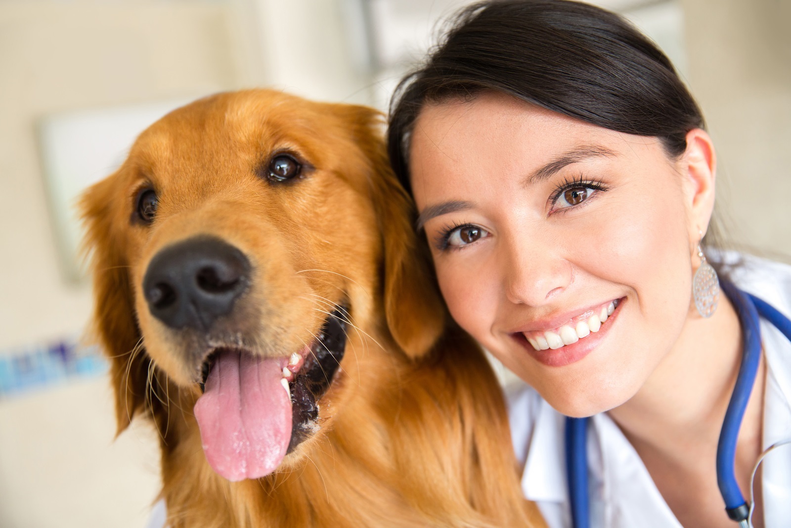 Dog Training & Behavior Consultation Calls with Golden Retriever