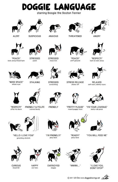 Boston Terrier Body Language