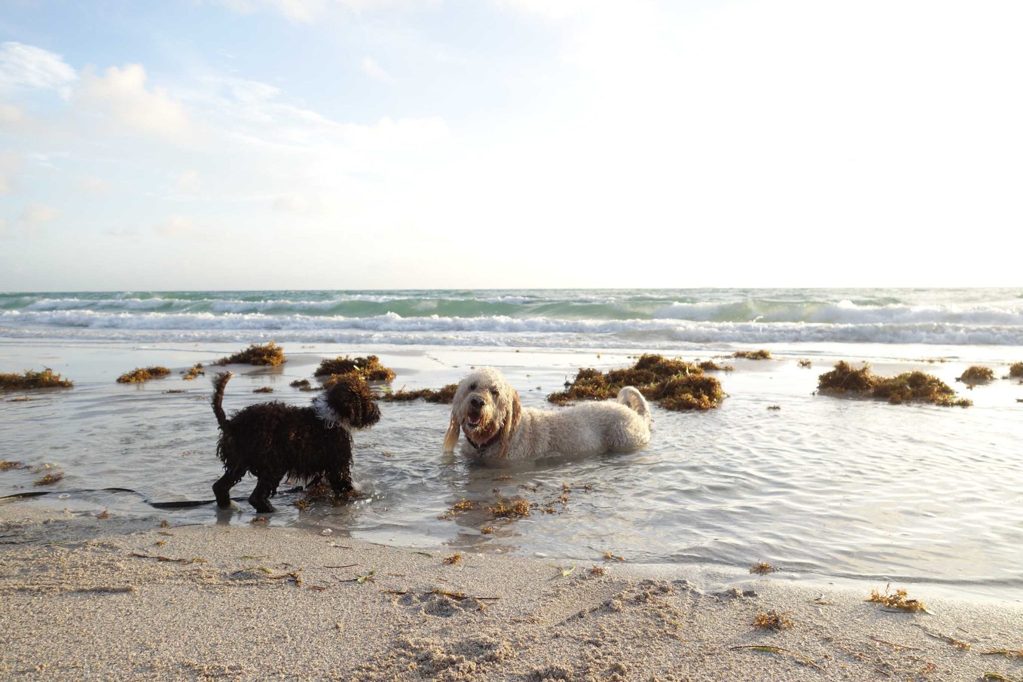 doggie day care la