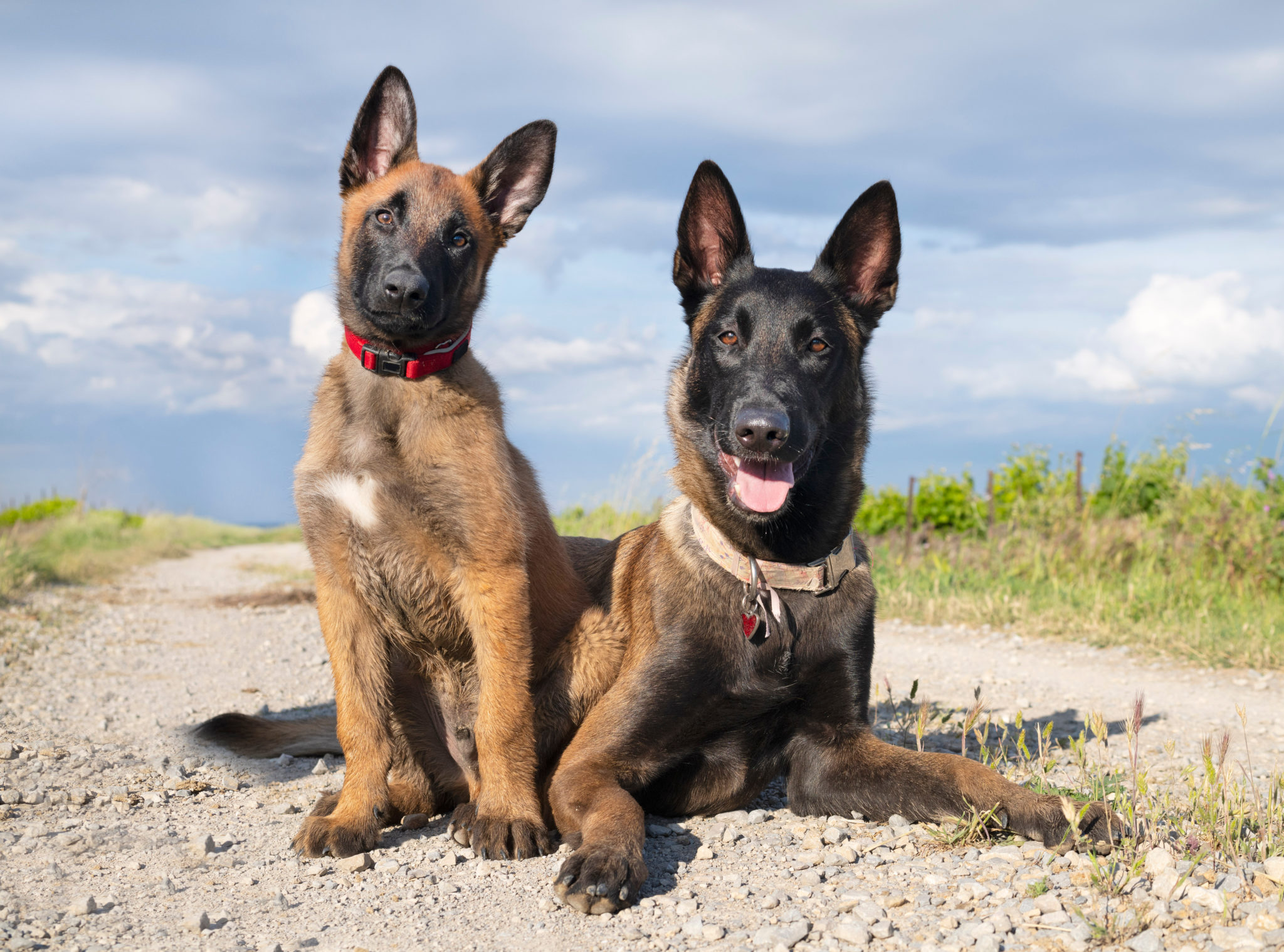 what is the difference between a dog trainer and a behaviorist