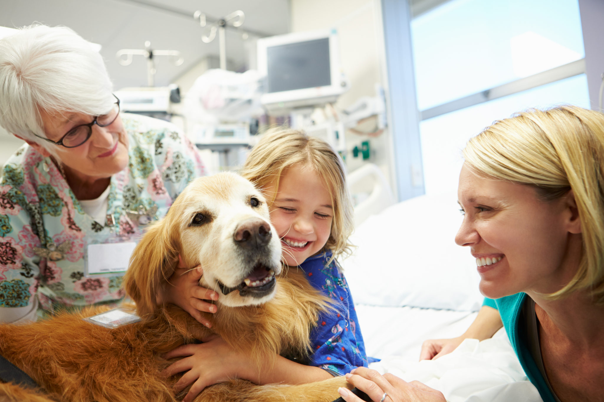 Best Therapy Dog Training Los Angeles California