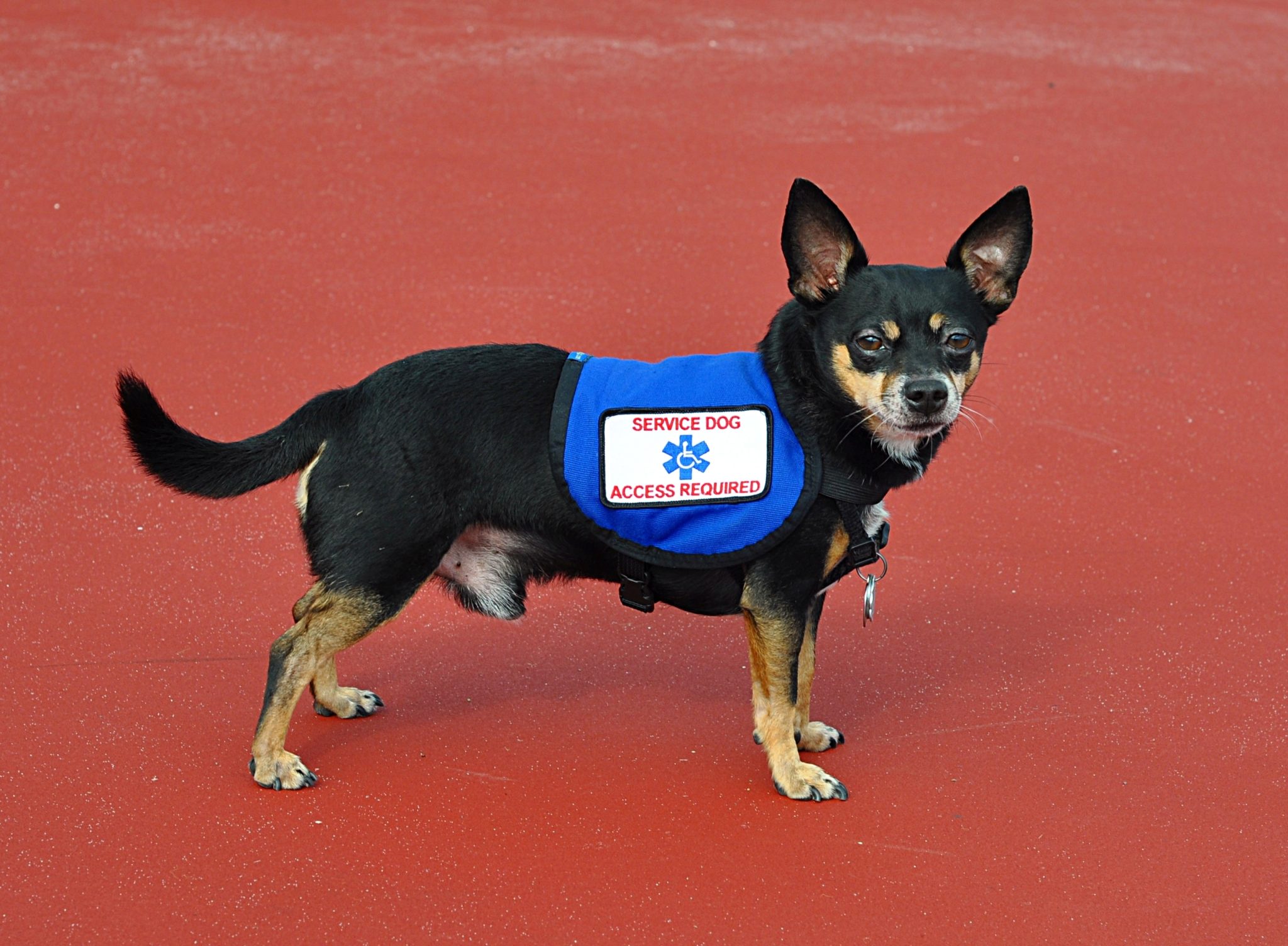 Best Service Dog Training Los Angeles California