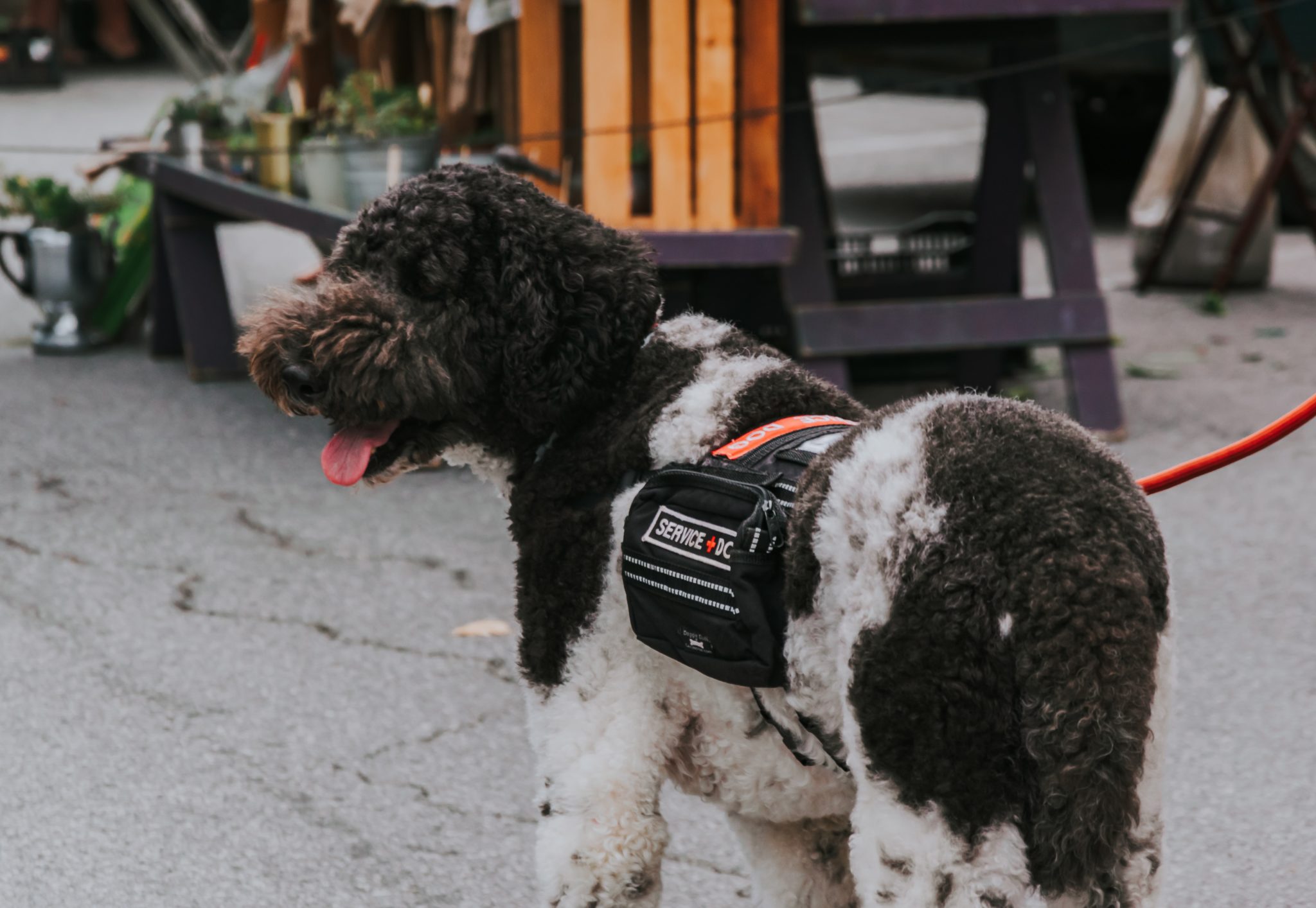 can an esa wear a service dog vest