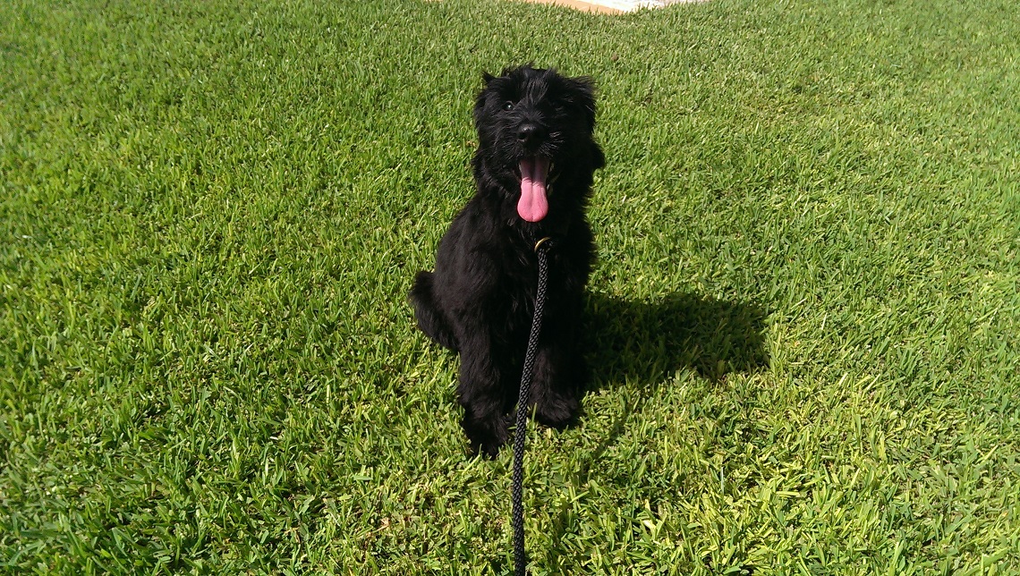 Inboard Dog Training Near Me: A Comprehensive Guide to the Best Options