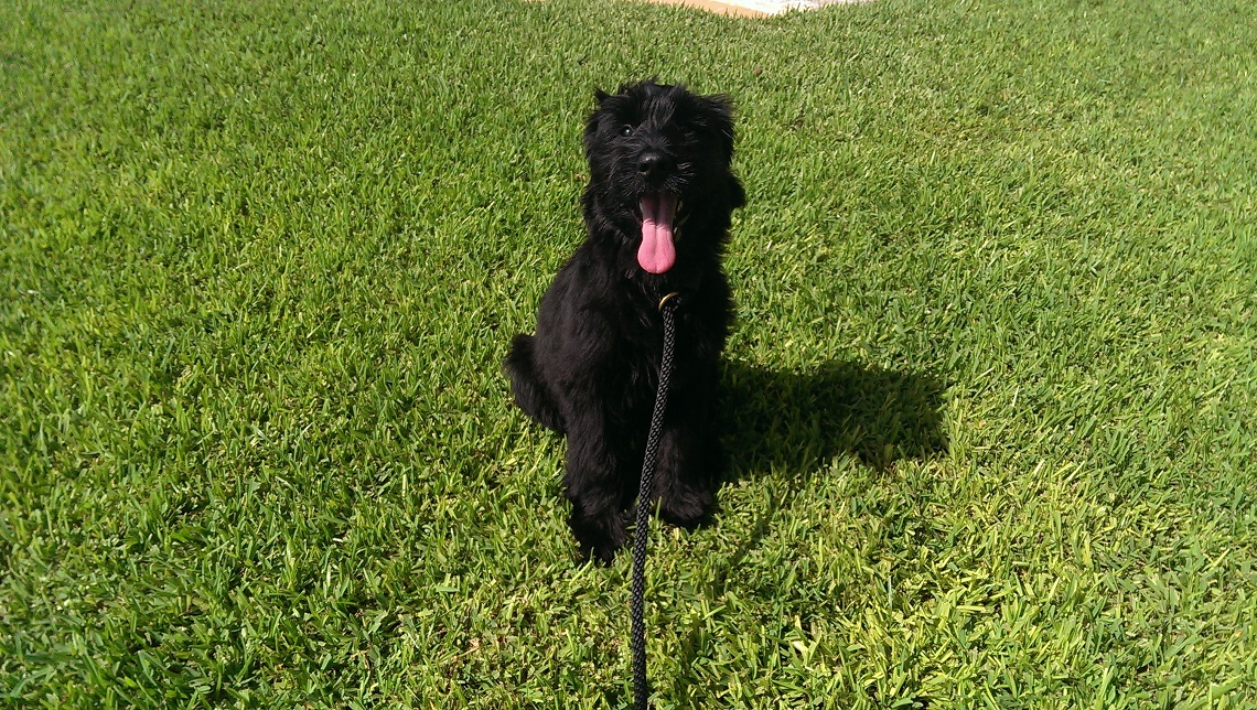 puppy training near me