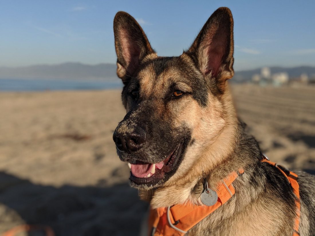 German Shepherd Training Los Angeles