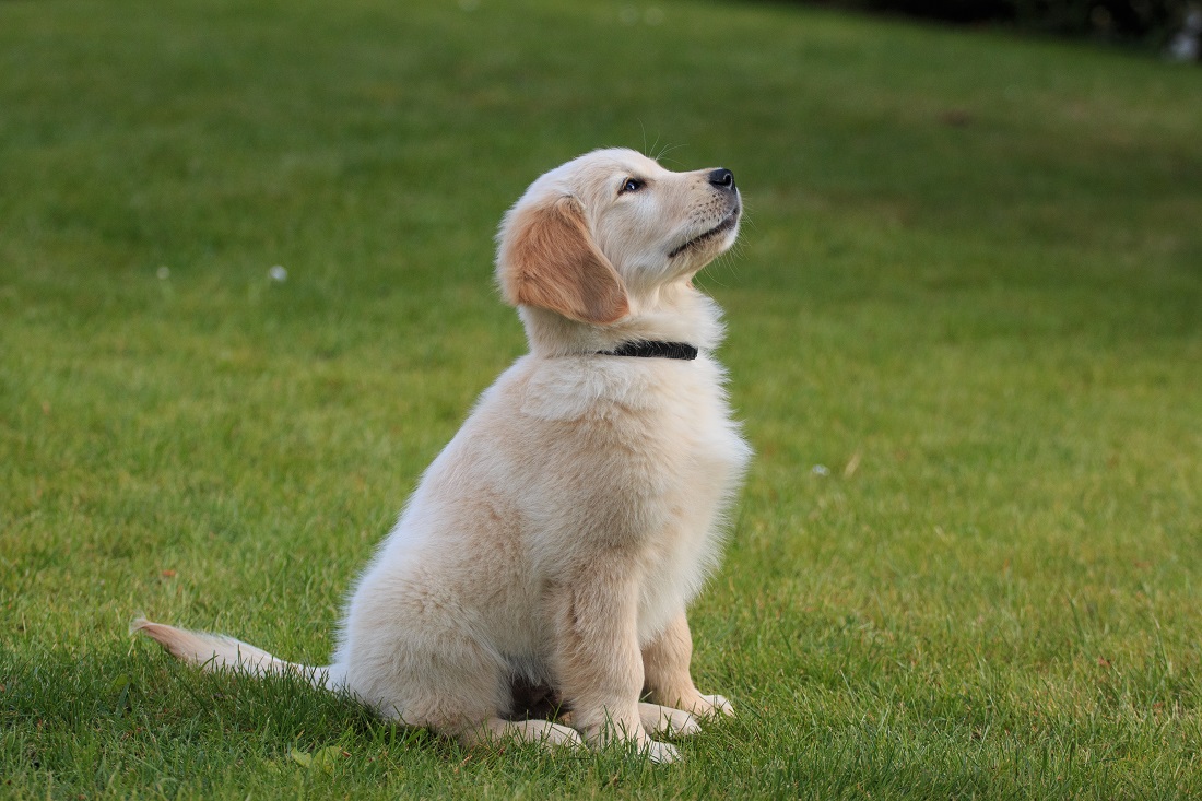 golden retriever puppy training