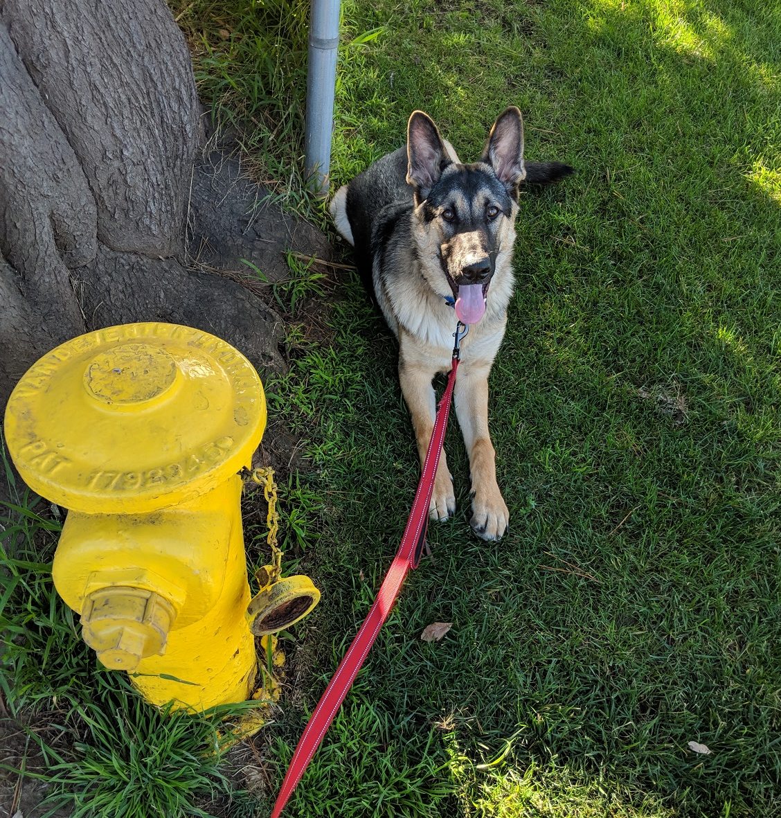 how train dog to poop outside