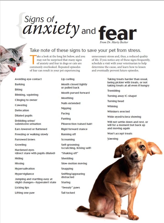 Signs of dog anxiety and fear