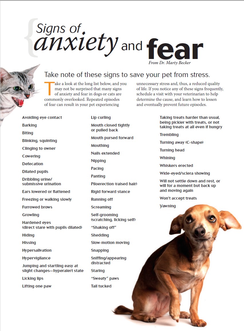 Signs of dog anxiety and fear
