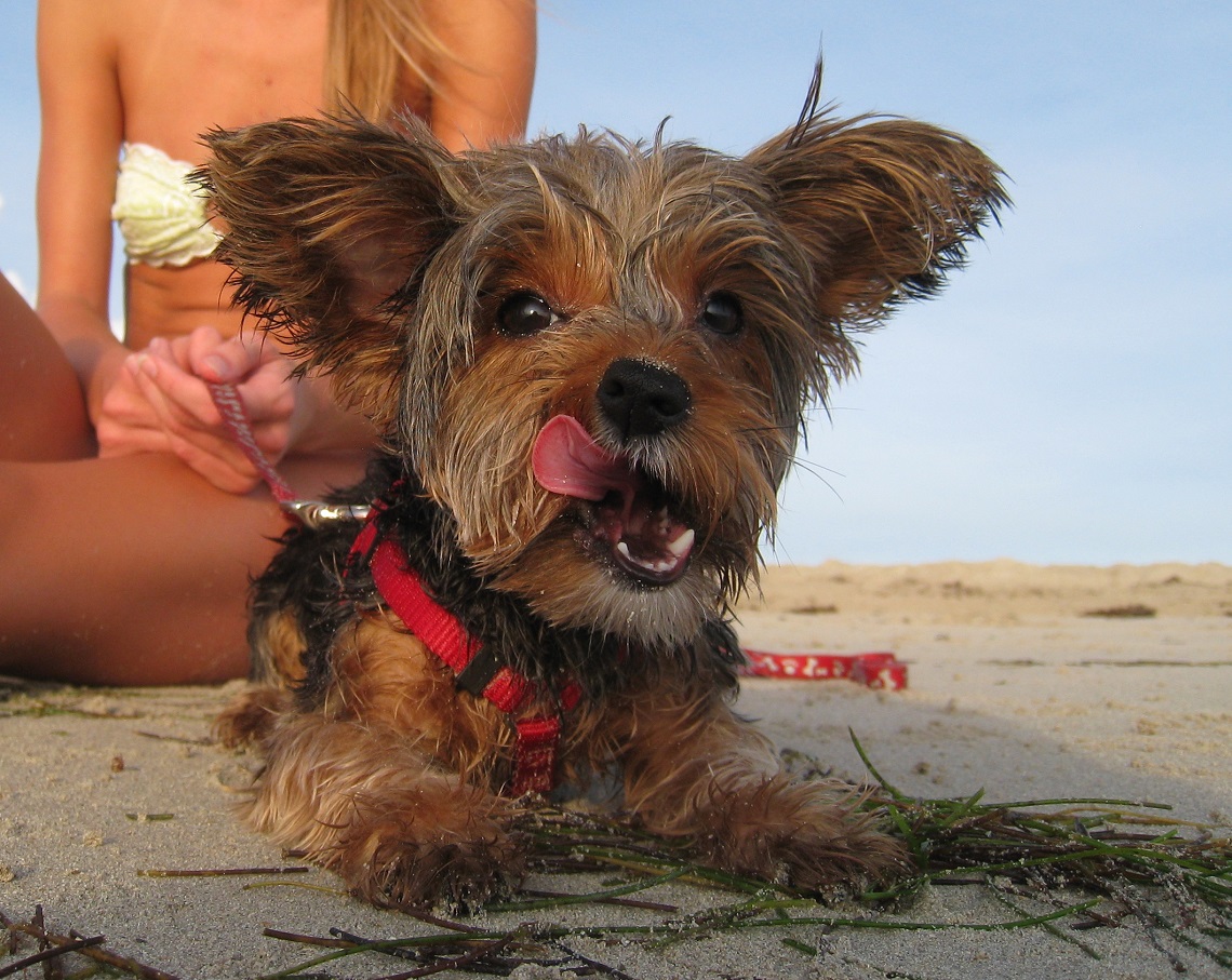 overstimulated puppy biting