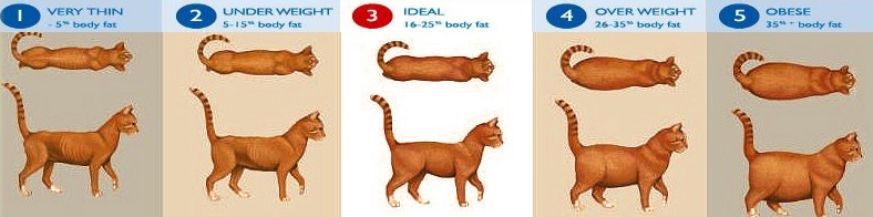 Cat weight chart