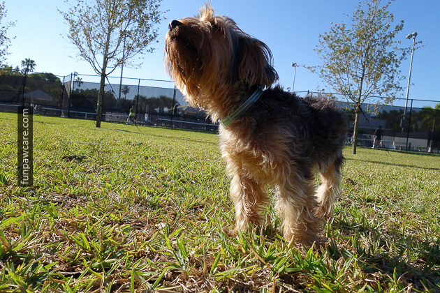 Dog barking in park