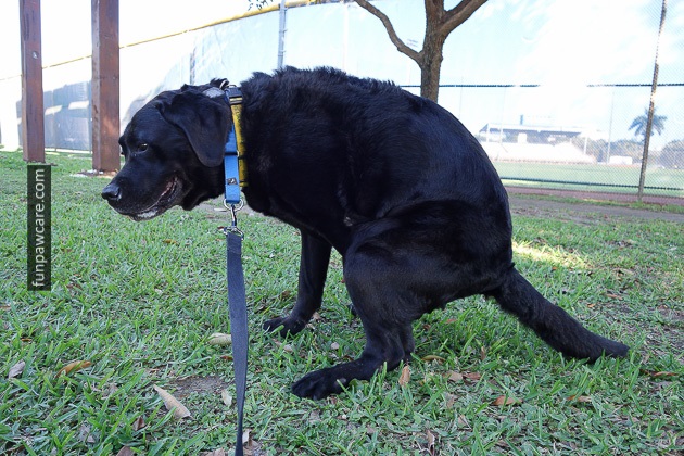 Dog pooping in park