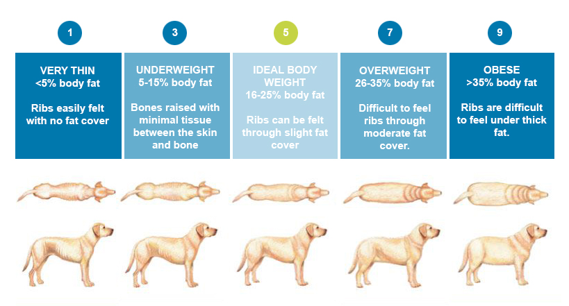 Dog weight chart