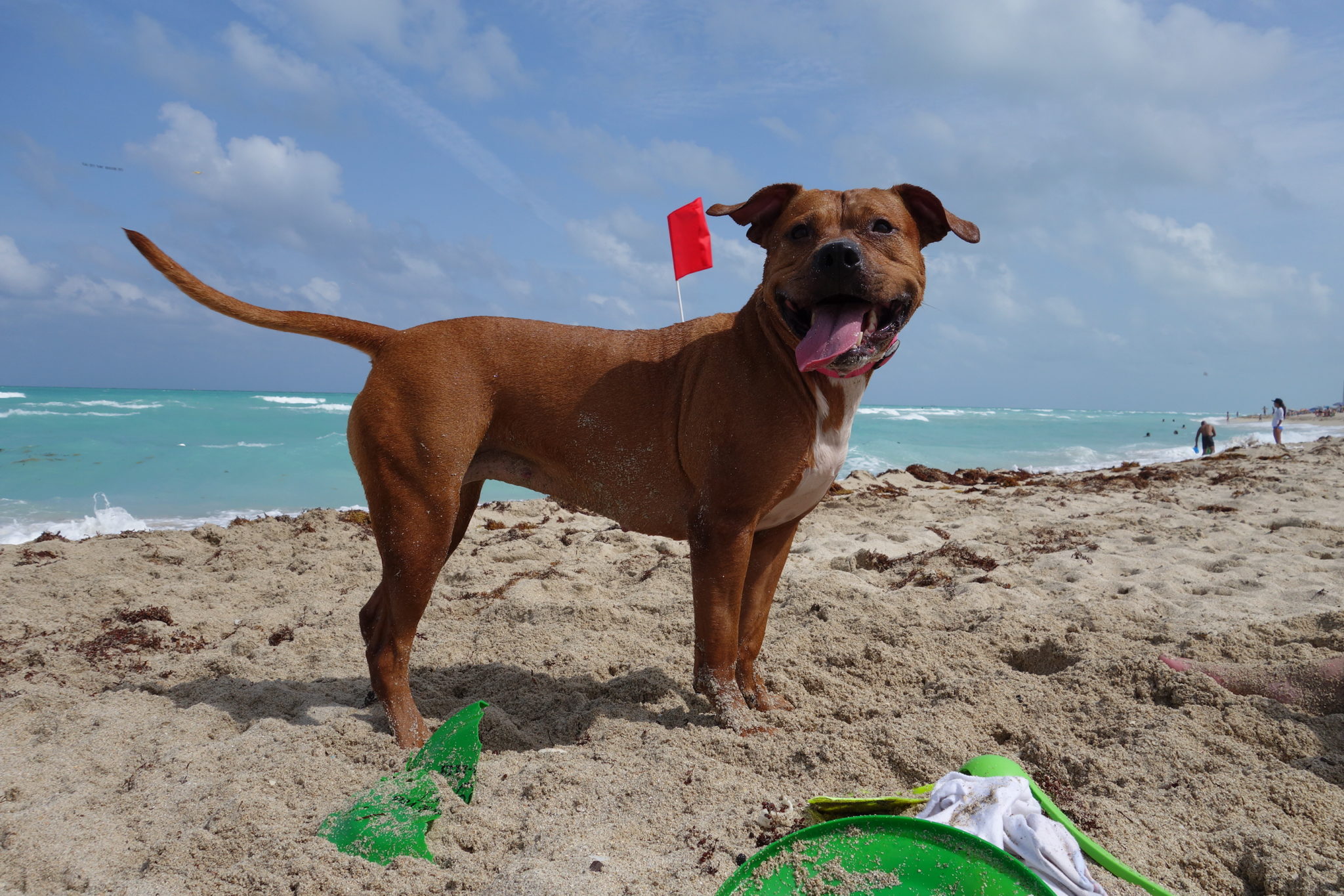 Pit Bull on Beach