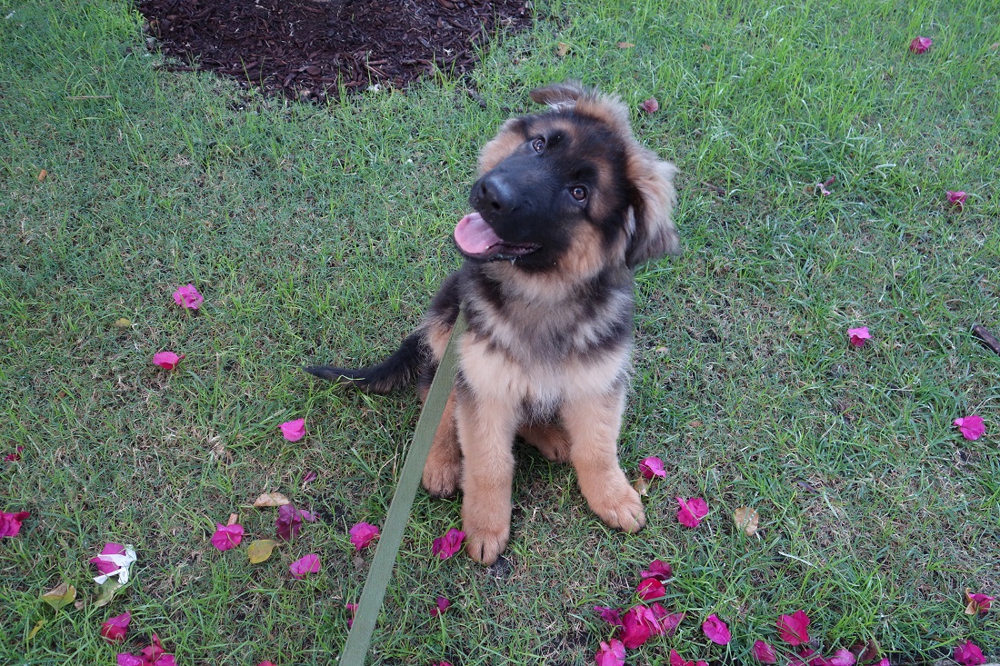 Best puppy training classes shop near me