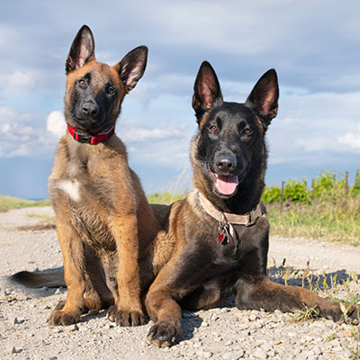 Best Dog Training Los Angeles California