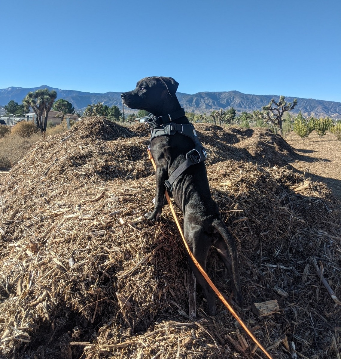 Dog Anxiety Training Los Angeles