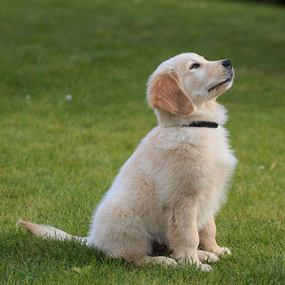 Puppy Boot Camp Near Me