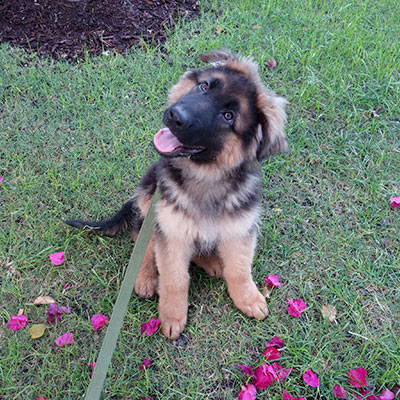 Puppy Training Los Angeles